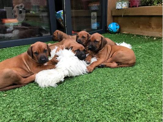 PoulaTo: κουταβιών Rhodesian Ridgeback